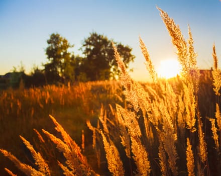 Dry red grass field meadow in sunset sunlight