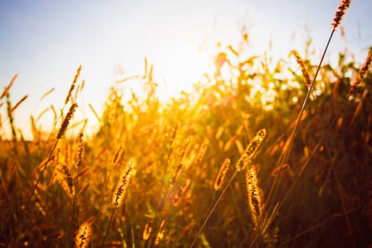 Dry grass field meadow in sunset sunlight