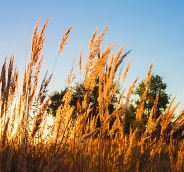 Dry red grass field meadow in sunset sunlight