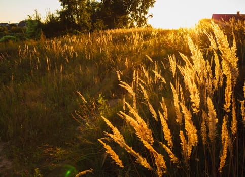 Dry grass field meadow in sunset sunlight