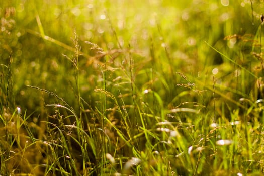 Green Summer Grass In Sunlight