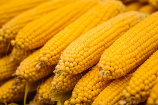 Fresh yellow corn pile on the local market. Crop Background