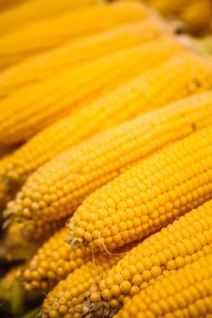 Fresh yellow corn pile on the local market. Crop Background