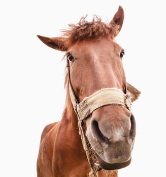 Brown horse isolated on white background photographed a wide angle lens