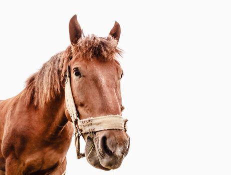 Brown horse isolated on white background photographed a wide angle lens