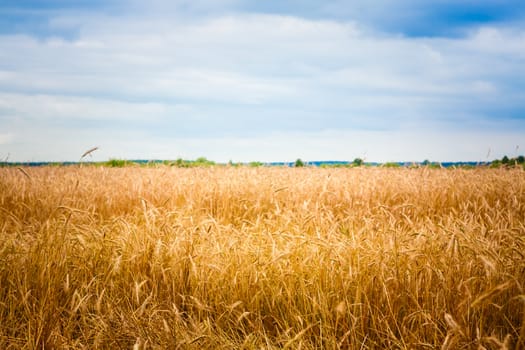 A Barley Field With Shining Golden Barley Ears In Late Summer