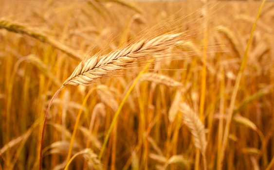 A Barley Field With Shining Golden Barley Ears In Late Summer. Background