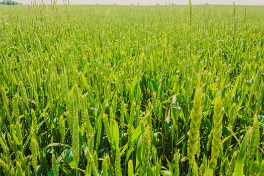 Barley Field With Shining Green Barley Ears In Early Summer