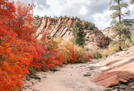 This gorge at Zion National Park is full of colors from rock and fall foliage.