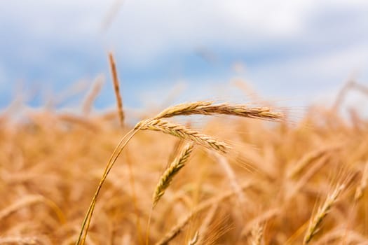 A Barley Field With Shining Golden Barley Ears In Late Summer