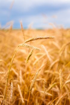 A Barley Field With Shining Golden Barley Ears In Late Summer