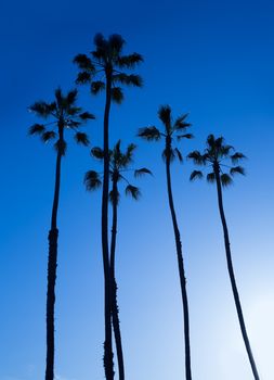 California high palm trees silohuette on blue sky USA