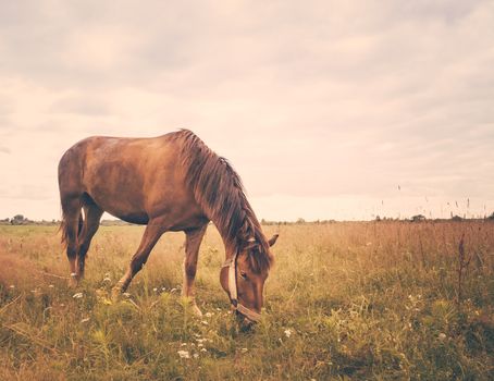 Horse outdoors standing in the field