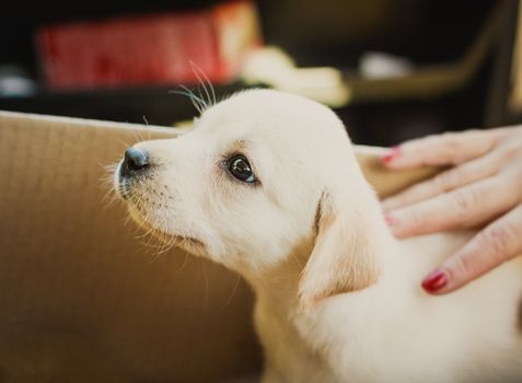 Retriever Puppy Of 7 Weeks Old