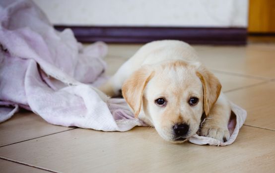 Golden Retriever Puppy Of 7 Weeks Old