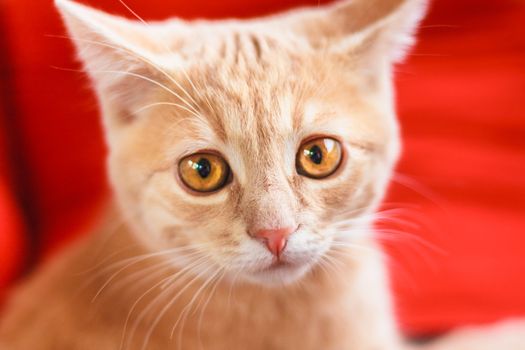 Peaceful Orange Tabby Male Kitten Looking At Camera