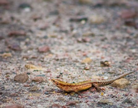 Portrait Of Brown  Lizard On Stone