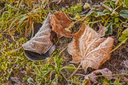 Frost Covered Maple Leaf On Grassy Background