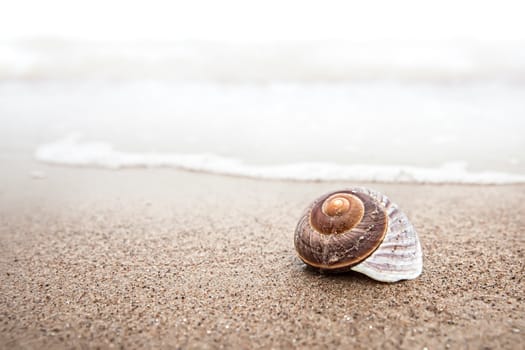 Sea background with seashell on the sandy beach