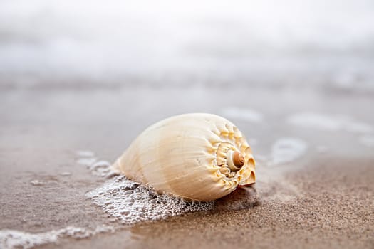 Sea background with seashell on the sandy beach