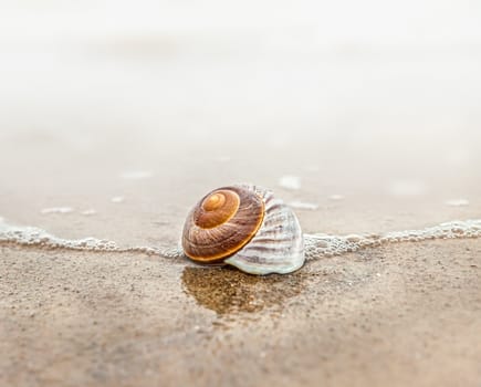 Sea background with seashell on the sandy beach