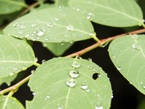 Drops of water on green leaf