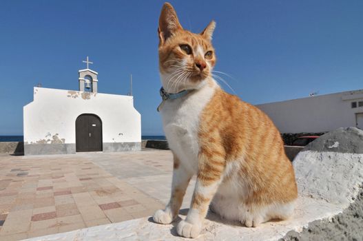 Orange Colored Cat Waiting in Front of a Church, in Canary Islands, Spain  