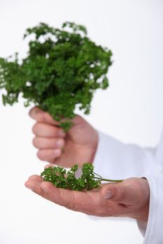 hand of chef holding parsley