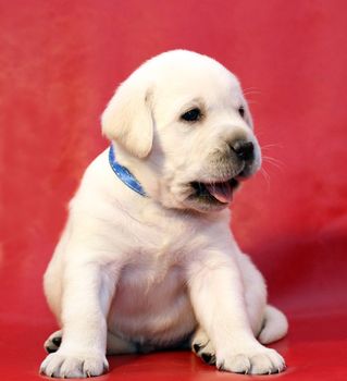 yellow labrador puppy on the red background