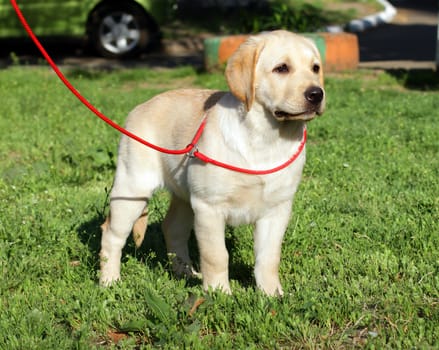 yellow labrador puppy on the green grass