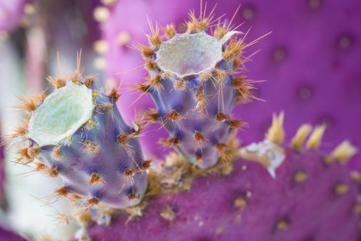 Macro shot of spikey purple cactus