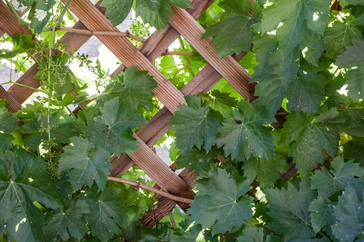 Dark green grape vines on fence
