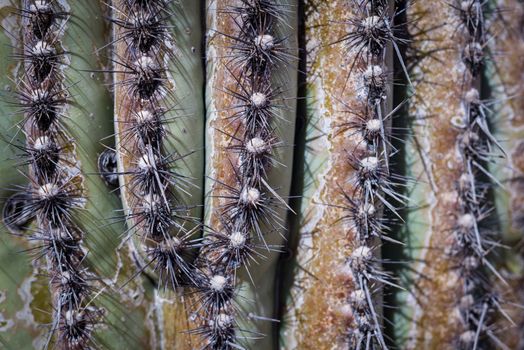 Macro shot of sharp green cactus