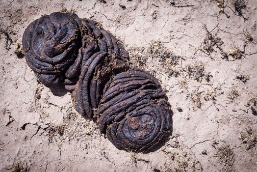 Bull feces waste on brown ground