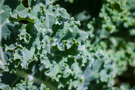 Macro shot of green healthy kale