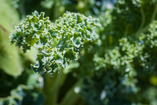 Macro shot of green healthy kale