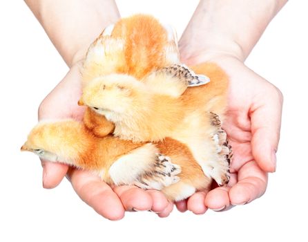 Women holding baby chickens isolated on white background