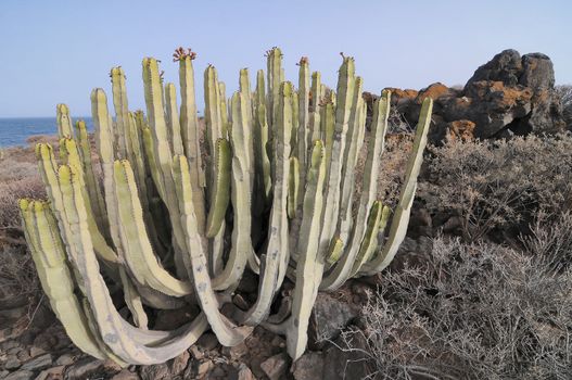 Succulent Cactus Plant  In the Desert, in Canary Islands, Spain