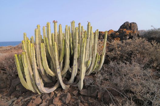 Succulent Cactus Plant  In the Desert, in Canary Islands, Spain