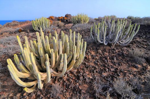 Succulent Cactus Plant  In the Desert, in Canary Islands, Spain