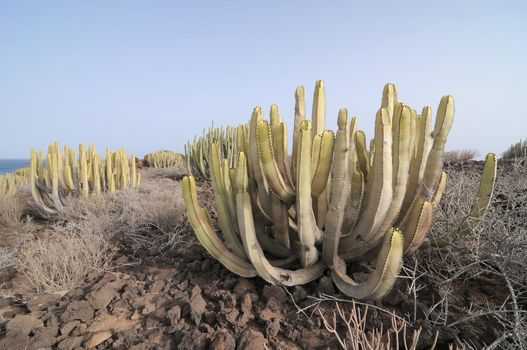 Succulent Cactus Plant  In the Desert, in Canary Islands, Spain