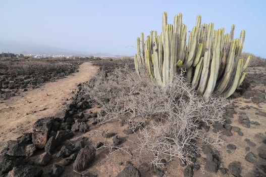 Succulent Cactus Plant  In the Desert, in Canary Islands, Spain