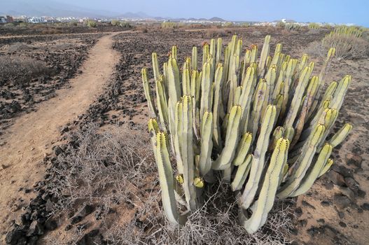 Succulent Cactus Plant  In the Desert, in Canary Islands, Spain