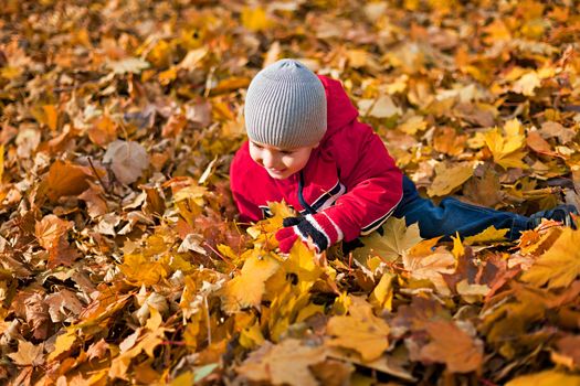 A little boy played with fallen autumn leaves