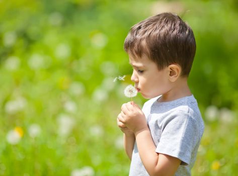 Little cute boy blowing dandelion on blurred dandelion field