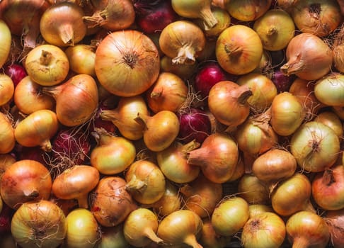 Organically Grown Fresh Yellow Onions Crop. Background.