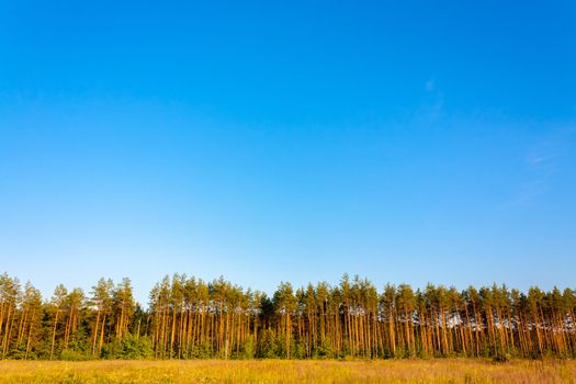 Pine Forest Under Deep Blue Sky