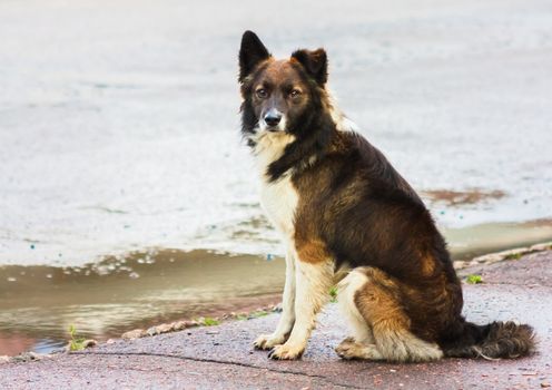Portrait Of A Stray Dog In Street.