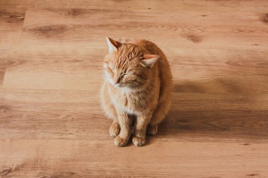 Red Cat Sitting On Laminate Background