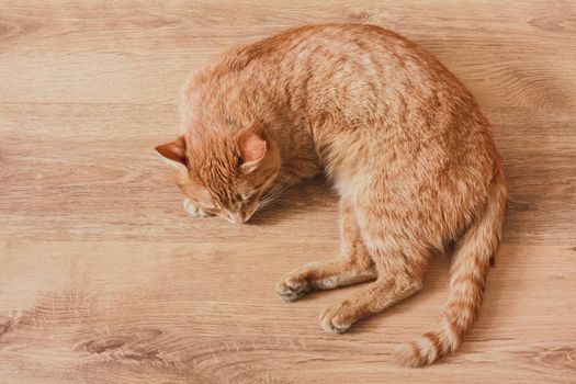 Red Cat Lying On Laminate Background